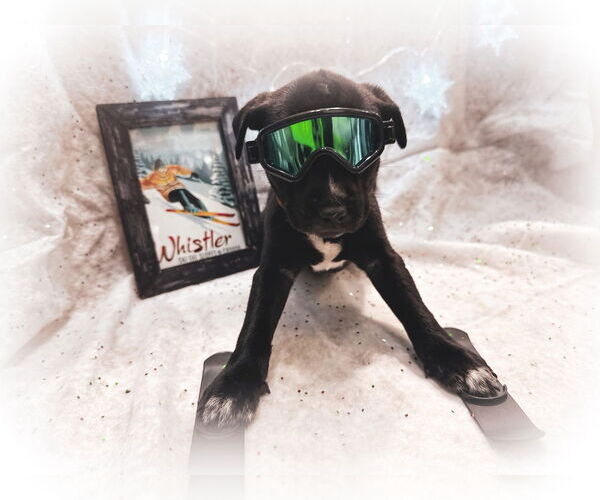 Medium Photo #3 Mutt Puppy For Sale in New London, WI, USA