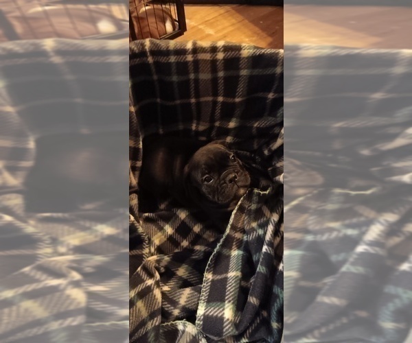 Medium Photo #10 Olde English Bulldogge Puppy For Sale in WINGATE, NC, USA