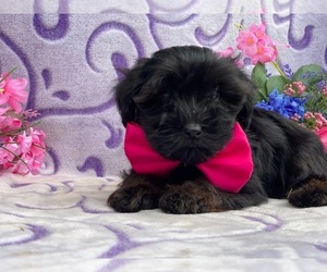 YorkiePoo Puppy for sale in LANCASTER, PA, USA