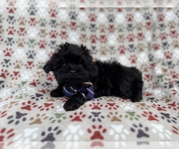 Medium Photo #1 Shih-Poo Puppy For Sale in LAKELAND, FL, USA