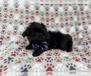 Shih-Poo Puppy for sale in LAKELAND, FL, USA