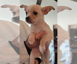 Small #1 Chihuahua