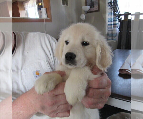 Medium Photo #7 English Cream Golden Retriever Puppy For Sale in NORTHWOOD, OH, USA