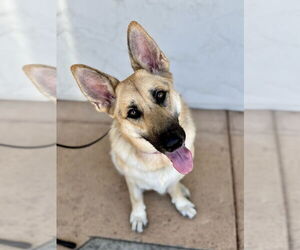 German Shepherd Dog Dogs for adoption in West Sacramento, CA, USA