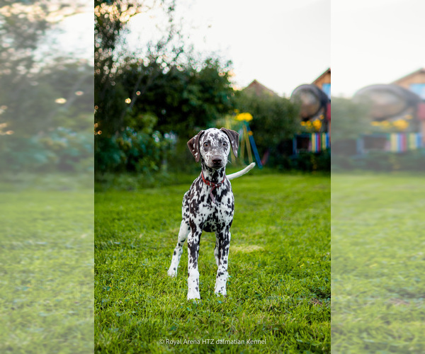 Medium Photo #1 Dalmatian Puppy For Sale in Iernut, Mures, Romainia