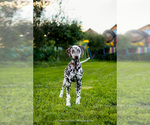 Puppy Ballerina Dalmatian