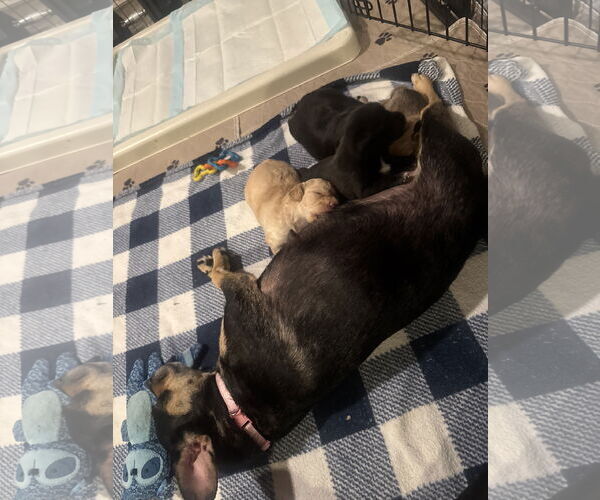 Medium Photo #10 Chug Puppy For Sale in Corona, CA, USA