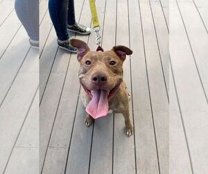 American Pit Bull Terrier-Unknown Mix Dogs for adoption in Derwood, MD, USA