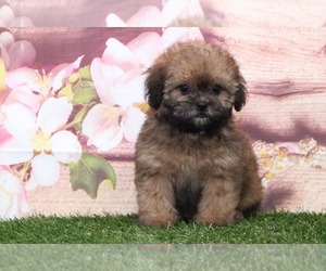 Shih-Poo Puppy for sale in MARIETTA, GA, USA