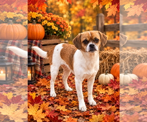 Charlie - Male Mutt Dog for Adoption - Photo #2