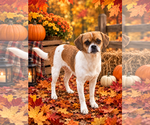 Small Photo #2 Mutt Puppy For Sale in Walnutport, PA, USA