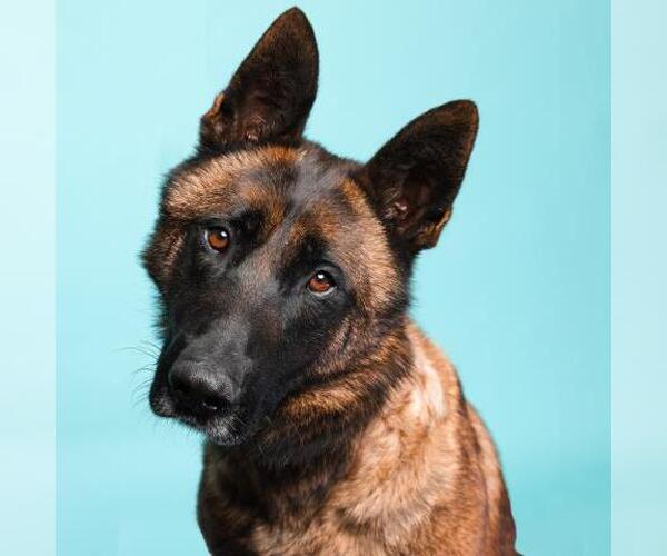 Medium Photo #1 Mutt Puppy For Sale in Camarillo, CA, USA