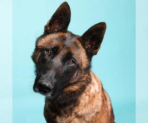 Mutt Dogs for adoption in Camarillo, CA, USA