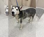 Small Siberian Husky Mix