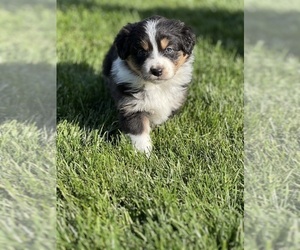 Australian Shepherd Puppy for Sale in MOXEE, Washington USA