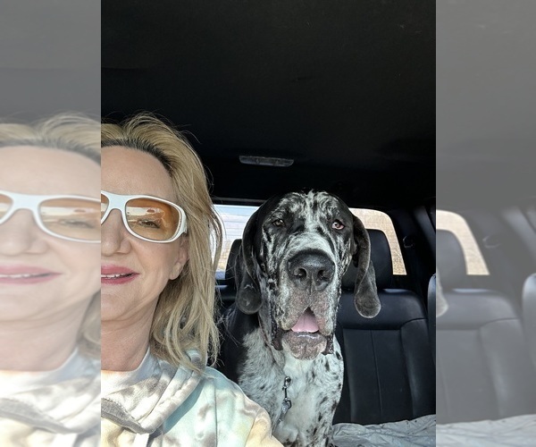 Medium Photo #16 Great Dane Puppy For Sale in CLANTON, AL, USA