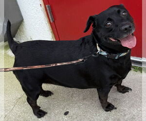 Chiweenie Dogs for adoption in Sanford, FL, USA