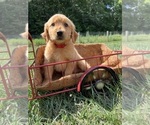 Small #1 Golden Retriever