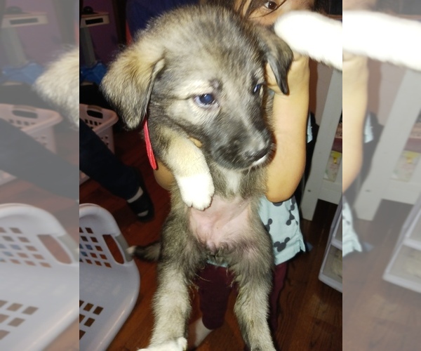 Medium Photo #1 German Shepherd Dog-Golden Pyrenees Mix Puppy For Sale in CHICAGO, IL, USA