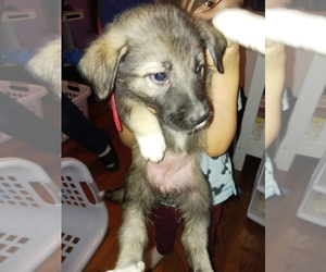 German Shepherd Dog-Golden Pyrenees Mix Puppy for Sale in CHICAGO, Illinois USA