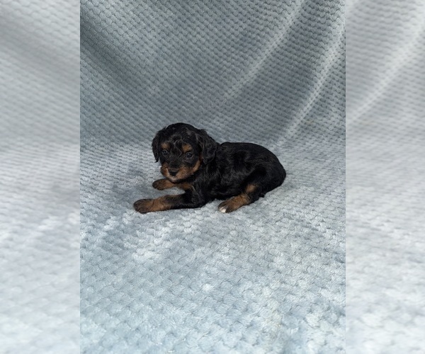 Medium Photo #39 Cavapoo mix (+ Poodle Miniature) Puppy For Sale in MUNFORDVILLE, KY, USA