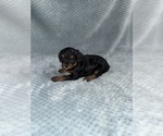 Small Photo #39 Cavapoo mix (+ Poodle Miniature) Puppy For Sale in MUNFORDVILLE, KY, USA
