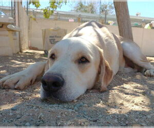 Prancer - Male Chesador Dog for Adoption - Photo #5