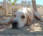 Small Photo #5 Chesador Puppy For Sale in Apple Valley, CA, USA