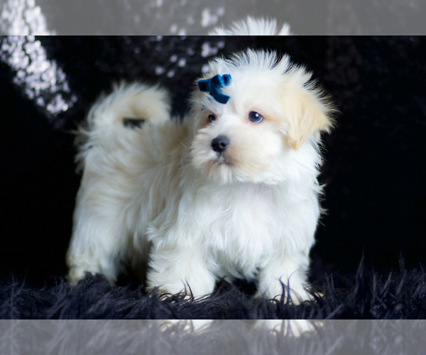 Medium Photo #82 Morkie Puppy For Sale in WARSAW, IN, USA