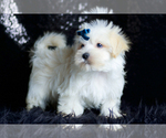 Small Photo #82 Morkie Puppy For Sale in WARSAW, IN, USA