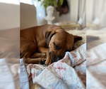 Small #10 Labrador Retriever-Staffordshire Bull Terrier Mix