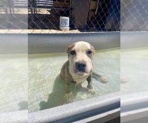 American Pit Bull Terrier Dogs for adoption in HESPERIA, CA, USA