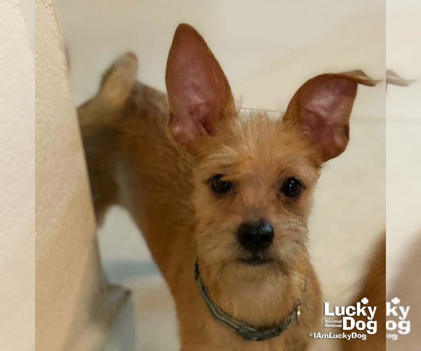 Medium Photo #1 Chihuahua-Unknown Mix Puppy For Sale in Washington, DC, USA