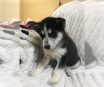 Small Photo #4 Siberian Husky Puppy For Sale in WASHBURN, WI, USA