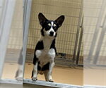 Small Rat Terrier Mix
