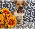 Small Photo #5 Australian Cattle Dog-Jack Russell Terrier Mix Puppy For Sale in LAKELAND, FL, USA
