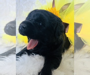 Labrador Retriever Litter for sale in TEHACHAPI, CA, USA