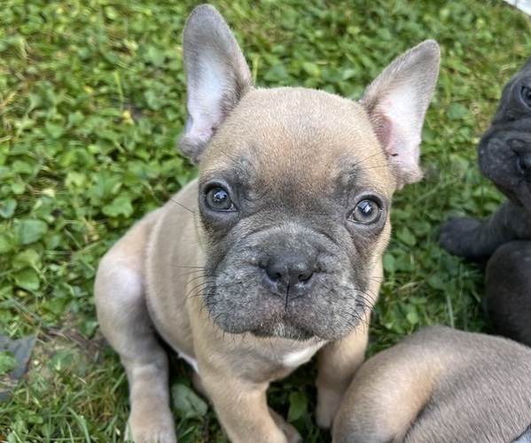 Medium Photo #1 French Bulldog Puppy For Sale in WAMPUM, PA, USA