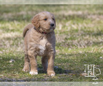 Small #1 Golden Pyrenees-Poodle (Standard) Mix