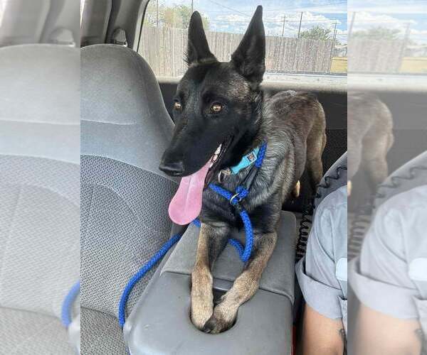 Medium Photo #3 Mutt Puppy For Sale in Imlay City, MI, USA