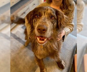 Catahoula Leopard Dog-Labrador Retriever Mix Dogs for adoption in Tabernash, CO, USA