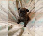 Puppy Brindle boy Pug