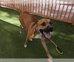 Medium Boxer Mix