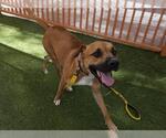Small Boxer Mix