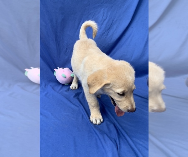 Medium Photo #4 Golden Labrador Puppy For Sale in LIVE OAK, FL, USA