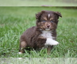 Small #2 Miniature Australian Shepherd