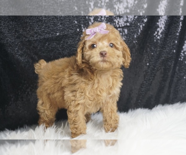 Medium Photo #6 Poodle (Toy) Puppy For Sale in WARSAW, IN, USA