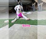 Small Argentinian Mastiff-Border Collie Mix