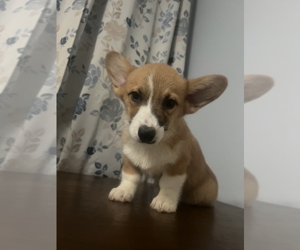 Medium Photo #30 Pembroke Welsh Corgi Puppy For Sale in DURHAM, CT, USA