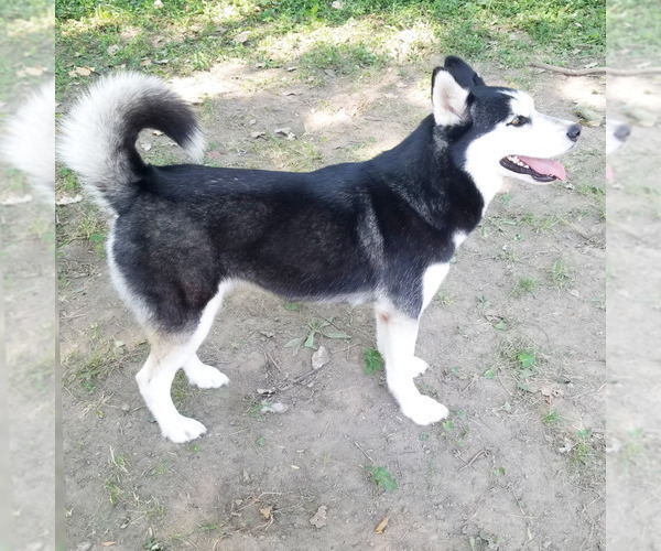 Medium Photo #1 Siberian Husky Puppy For Sale in KANSAS CITY, MO, USA